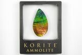 Phenomenal, Iridescent Ammolite (Fossil Ammonite Shell) Cabochon #206031-2